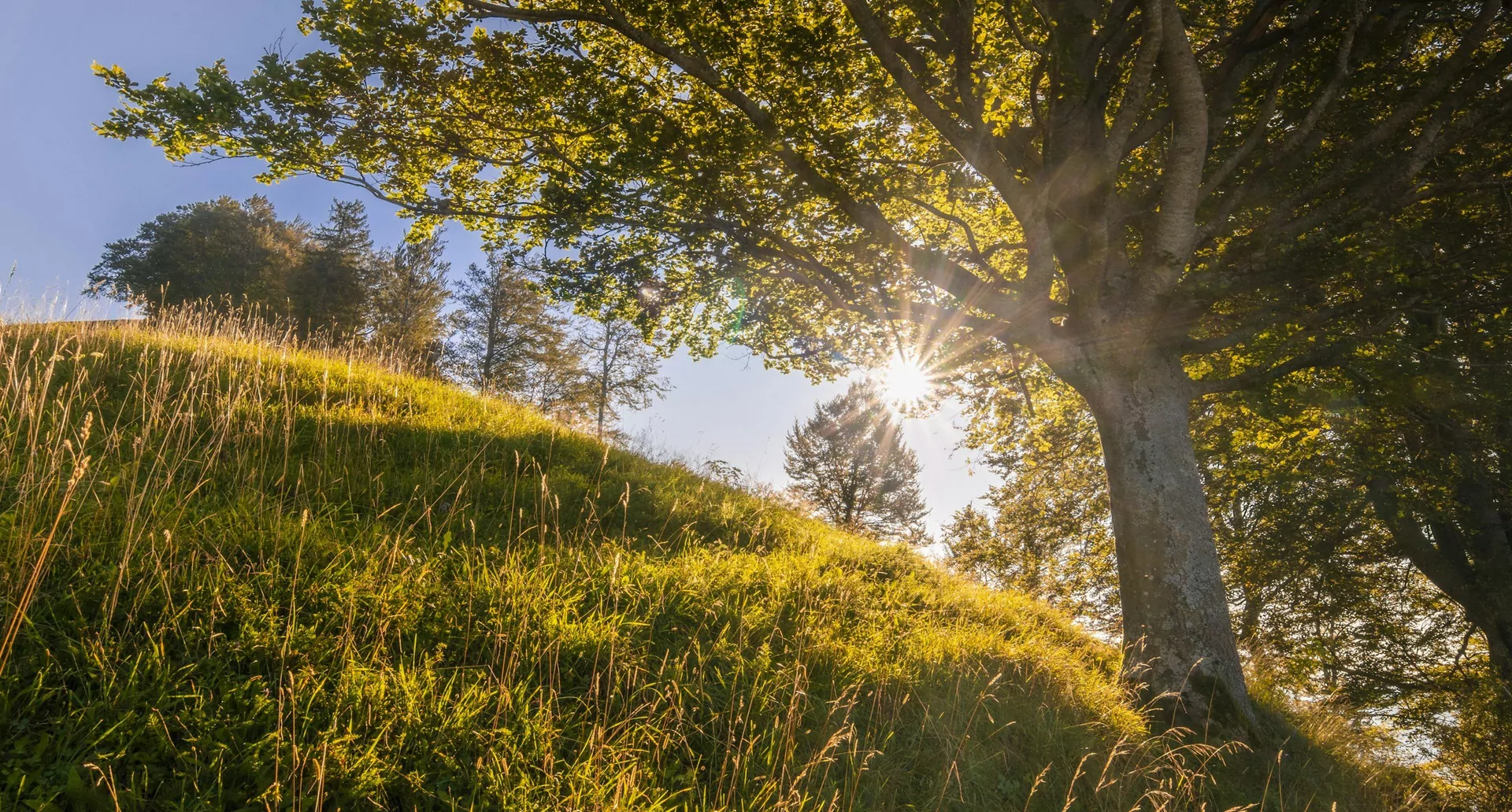 Weites Grasfeld mit einzelnem Baum